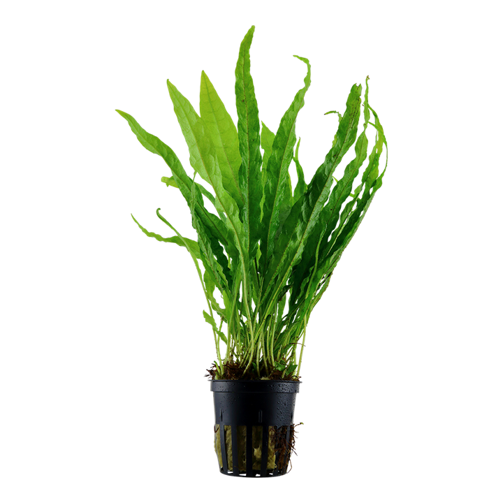 Plante Microsorum Pteropus
