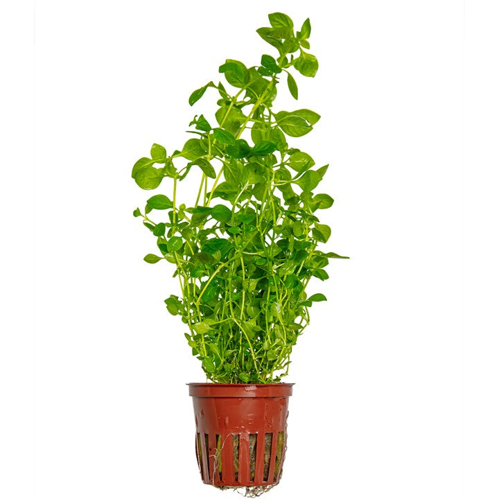 Plante Ludwigia palustris 'Green'