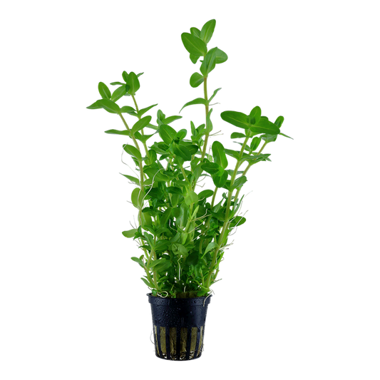 Plante Bacopa Caroliniana