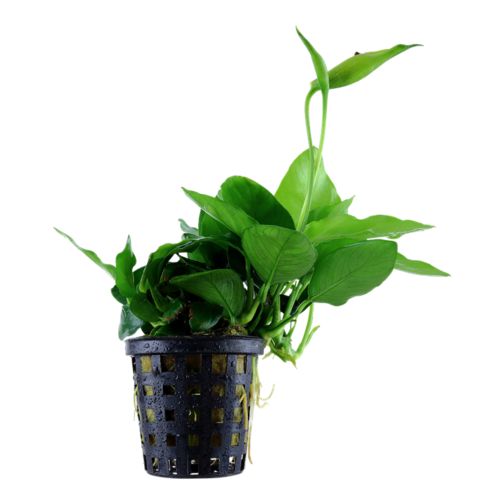 Plante Anubias Barteri Var. Nana Large