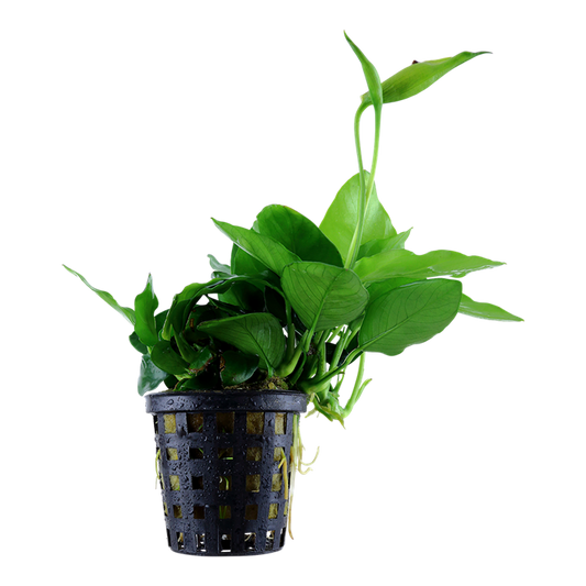 Plante Anubias Barteri Var. Nana Large