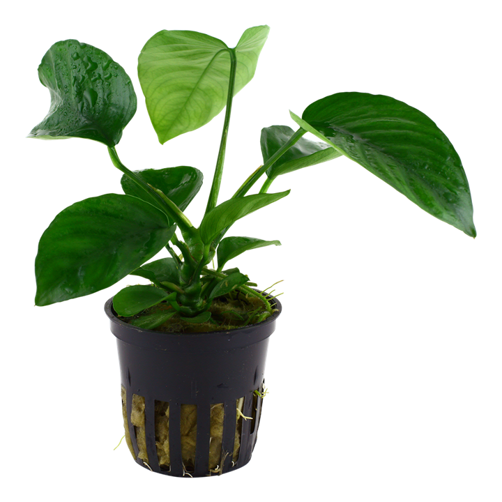 Plante Anubias Barteri Caladiifolia
