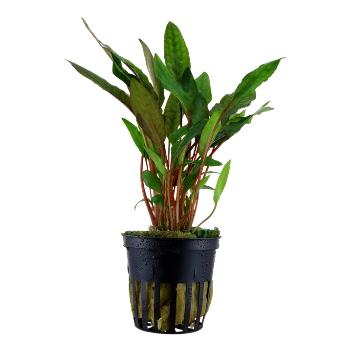 Plante Cryptocoryne beckettii 'Petchii'