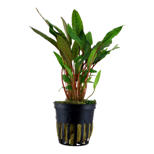 Plante Cryptocoryne beckettii 'Petchii'
