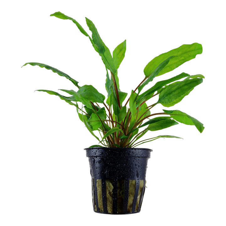 Plante Cryptocoryne Wendtii Green
