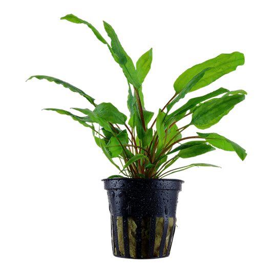 Plante Cryptocoryne Wendtii Green