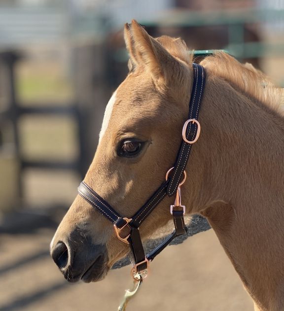 Licou en cuir Rose Gold Sage Family pour Poulains, Shetlands et Yearlings