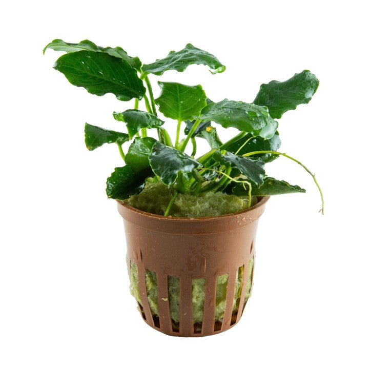Plante Anubias barteri var. nana 'Kirin'