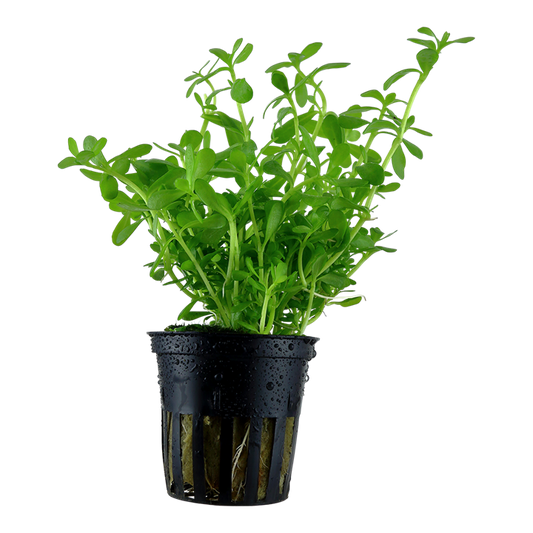 Plante Bacopa Monnieri Compact