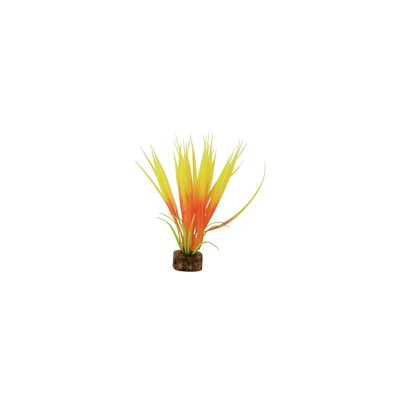 Spectrum Plante « GloFish » Petite Orange Jaune