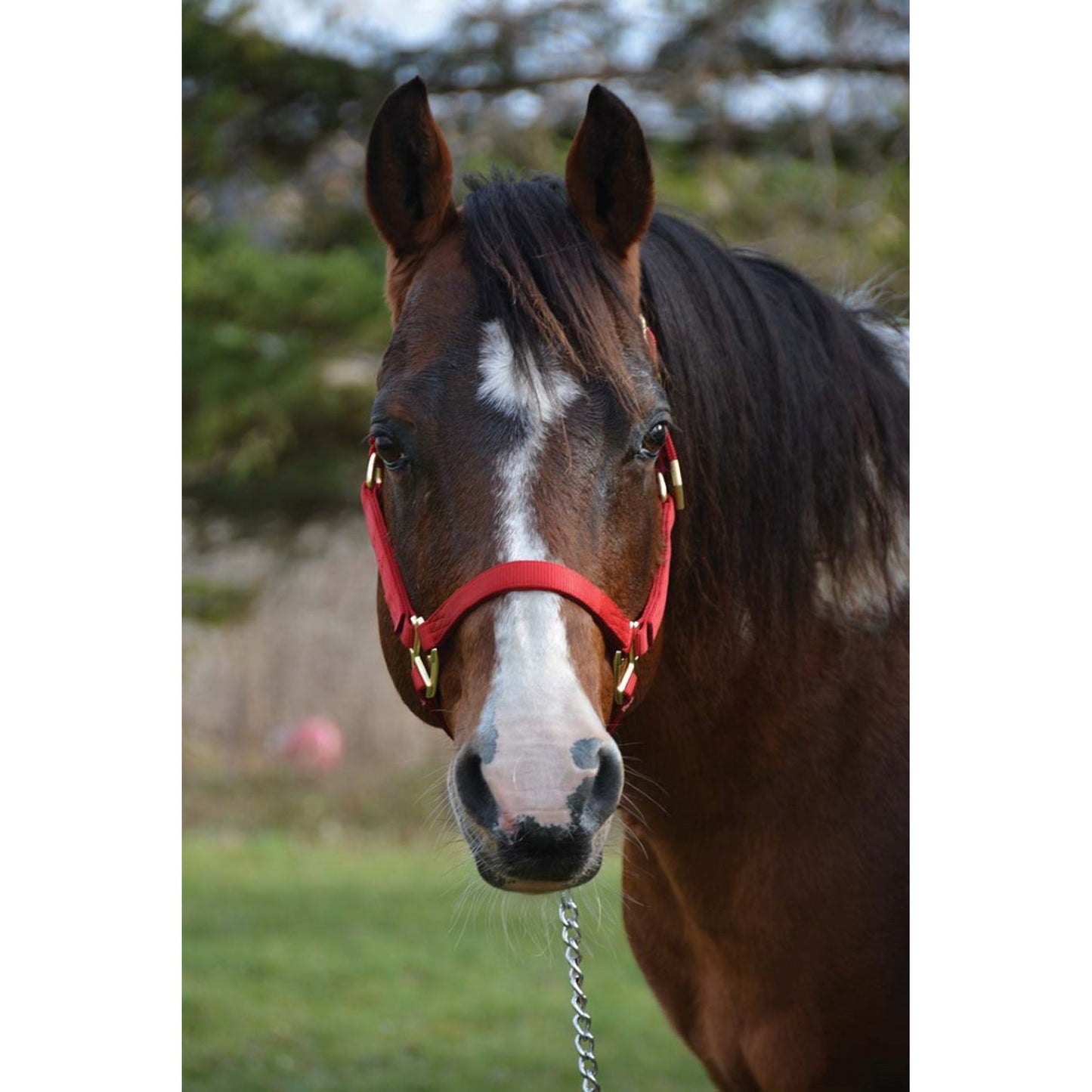 Licou western rawhide Signature Classic Rouge