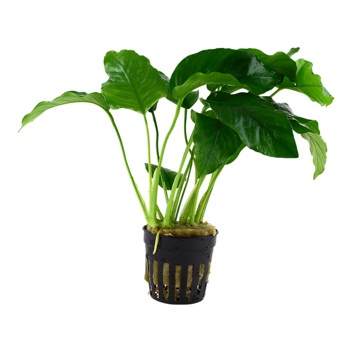 Plante Anubias Barteri Var. Barteri