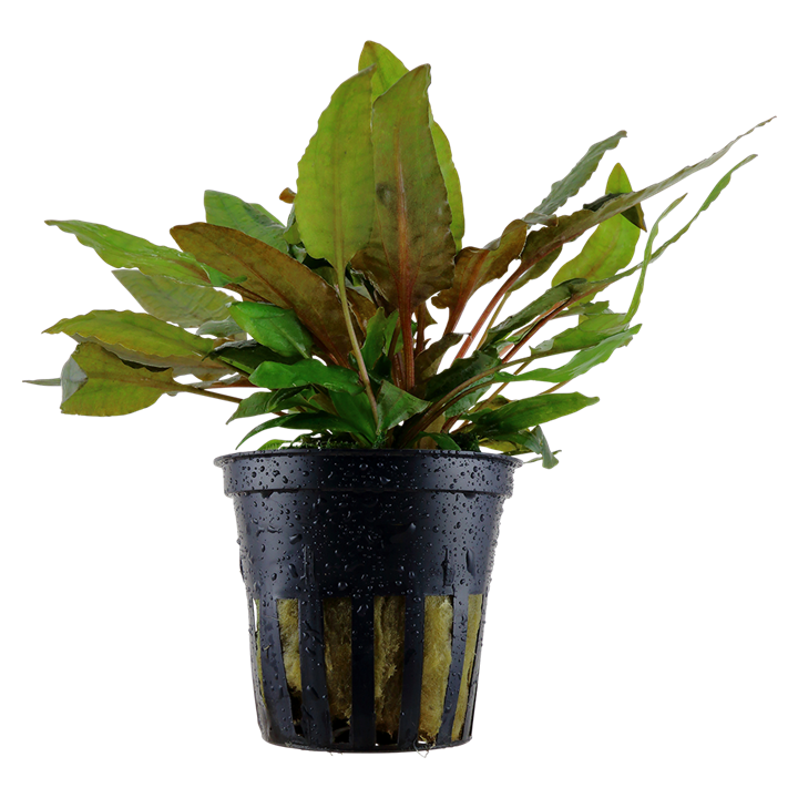 Plante Cryptocoryne wendtii 'Tropica'