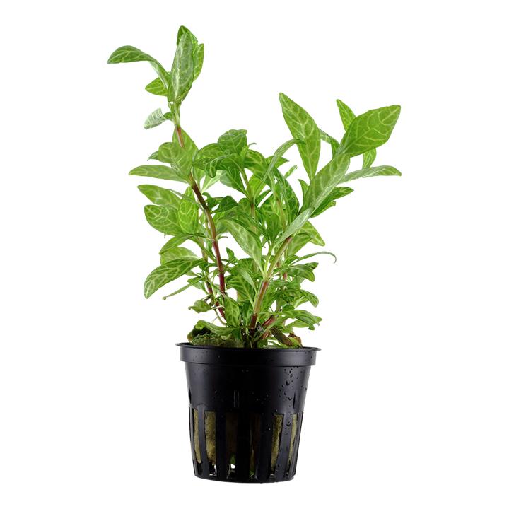 Plante Hygrophila 'Rosanervig'