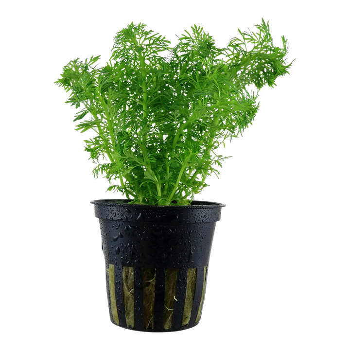 Plante Limnophila Sessiliflora