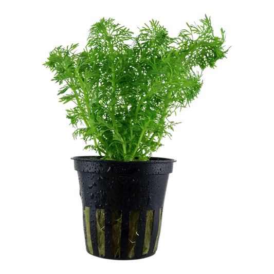 Plante Limnophila Sessiliflora