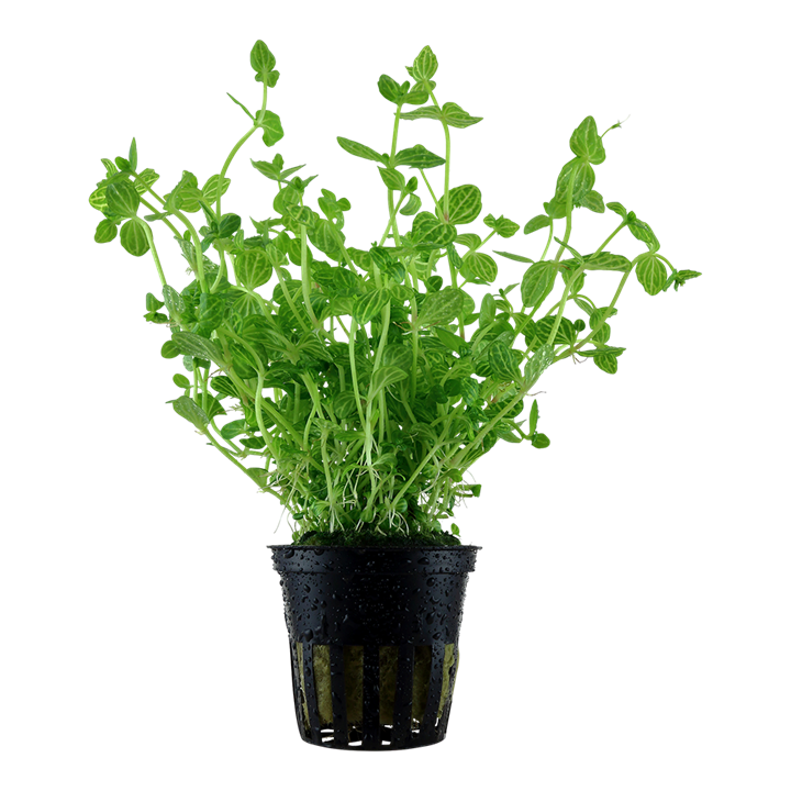 Plante Lindernia Rotundifolia