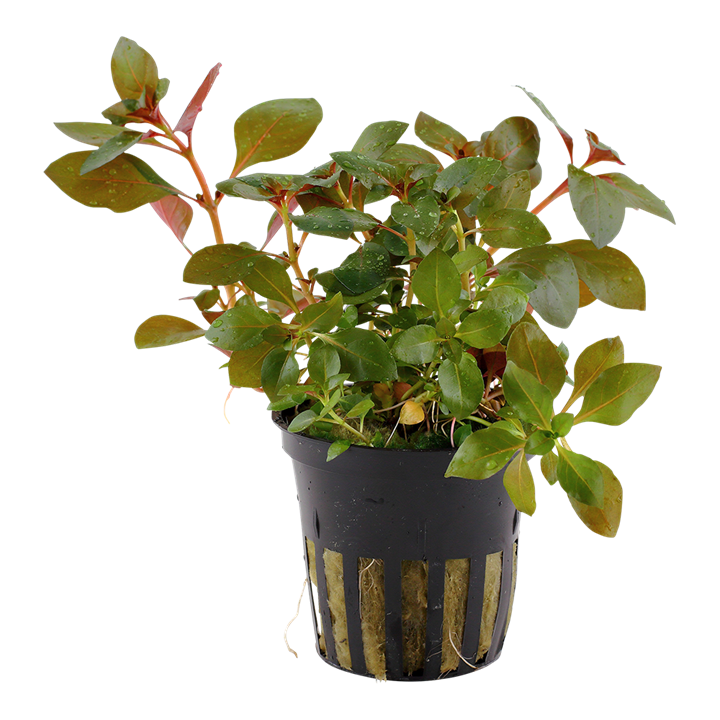 Plante Ludwigia Repens Rubin