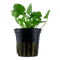 Plante Nymphoides Hydrophylla Taiwan