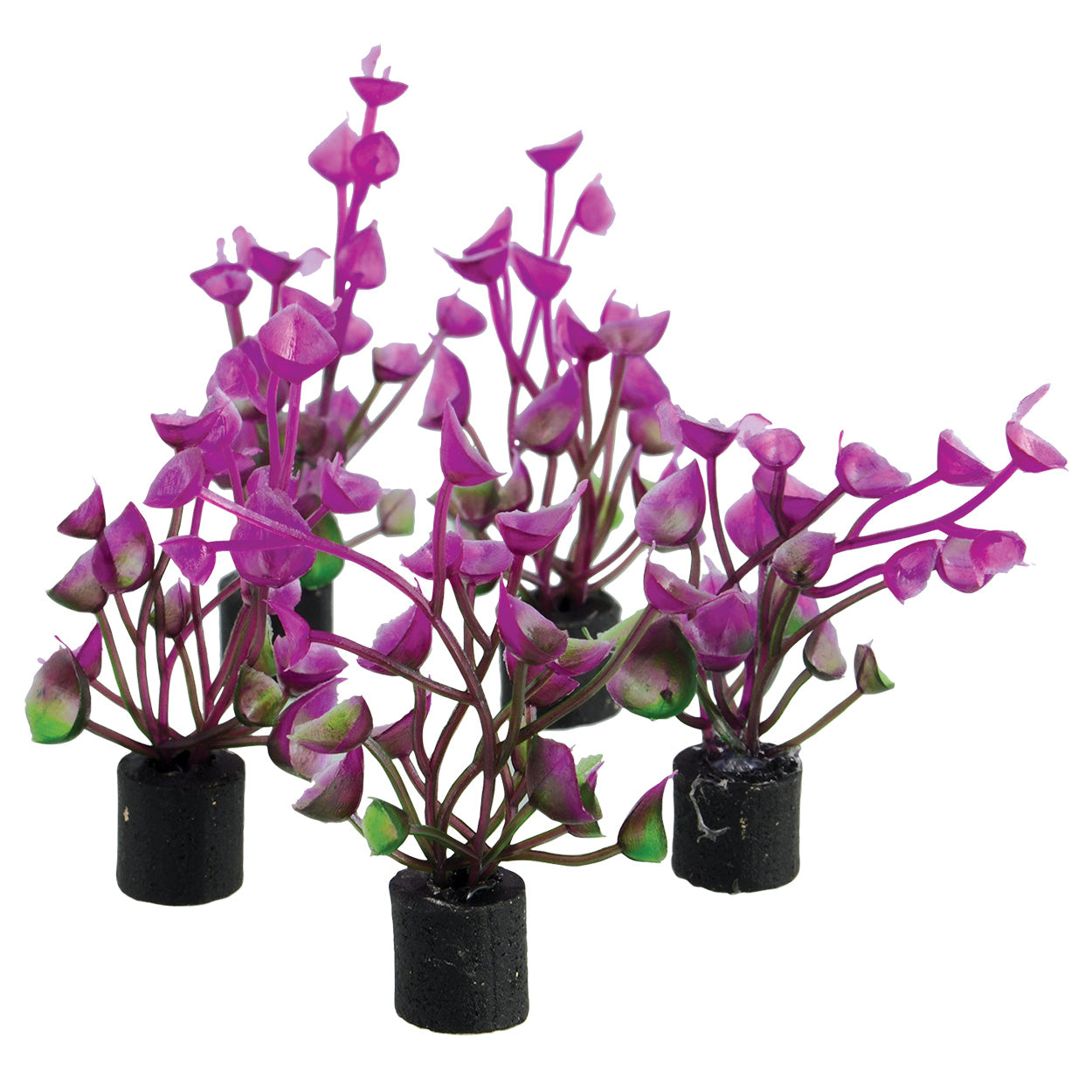 Trésors sous-marins Mini plante Oreille violette - 5,7 cm - Lot de 5