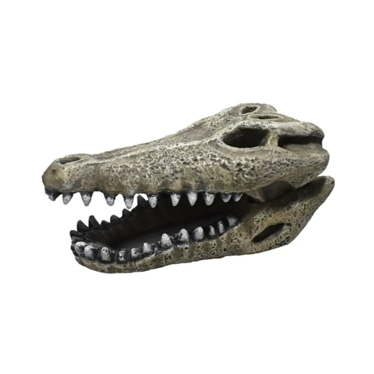 Ornement en résine, Crâne d'alligator 2''
