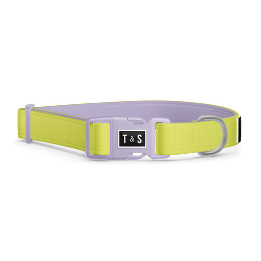 Tella & Stella Collier pour chien Collection Couleur