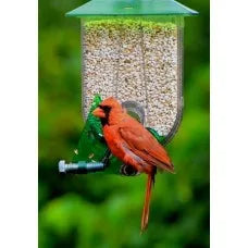 Mangeoire Oiseau Sauvage, Cardinal Avec Balancier