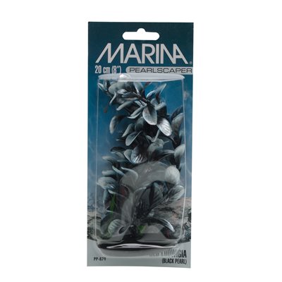 Ludwigia PearlScaper Marina, noire avec feuilles blanches, moyenne, 20 cm (8 po)