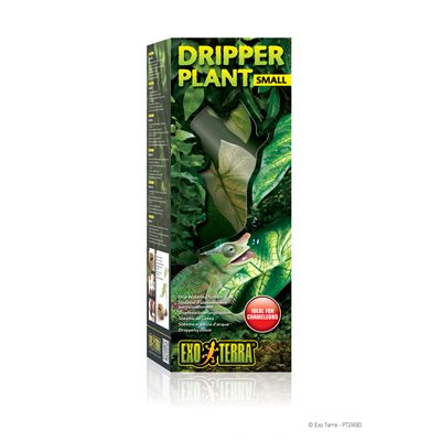 Plante A Ruisellement Monsoon