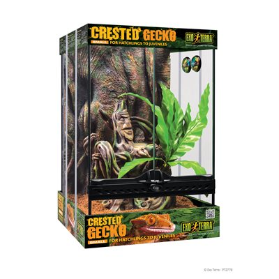 Terrarium Équipé Exo Terra Pour Gecko A Crête Petit