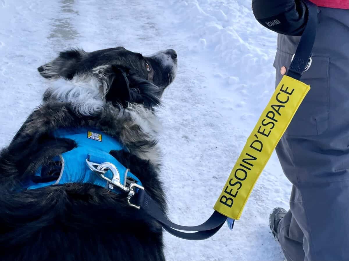 Beli Concept Bandeau pour laisse « BESOIN D’ESPACE »