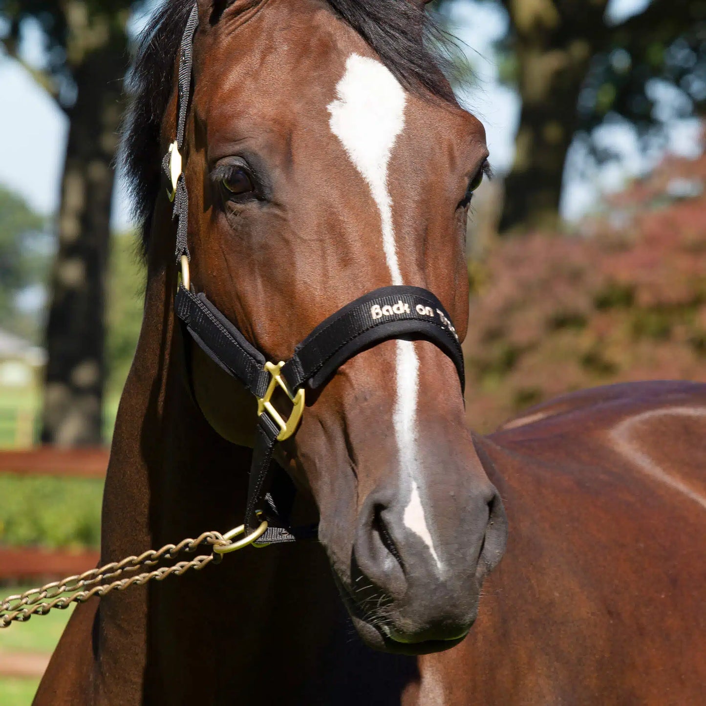 Back On Track Werano Halter Black Full