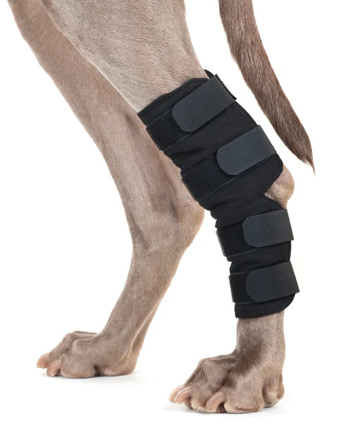 Dog Hock Brace Pair 20Hx16.5