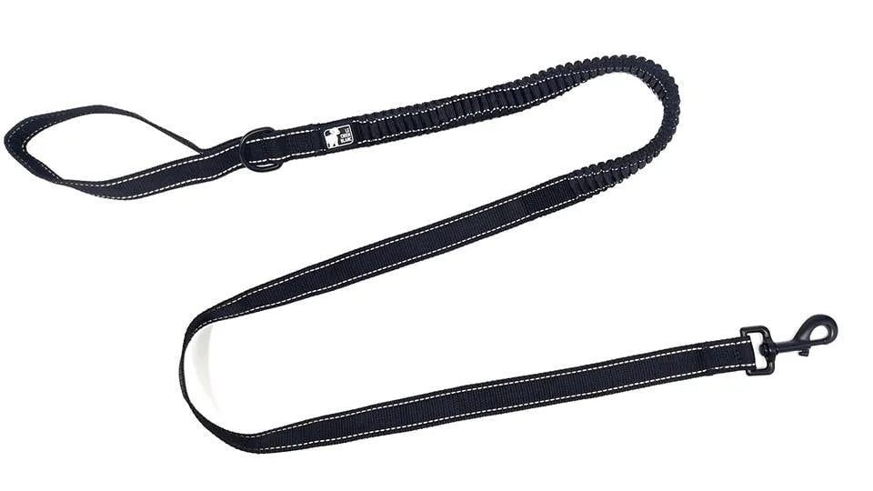 Chien Blanc Laisse Bungee