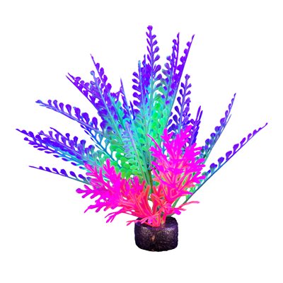 Plante iGlo Marina, 14 cm (5,5 po)