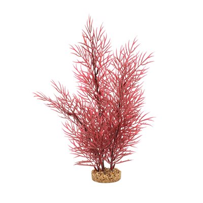 Fluval Scarlet Eichornea 14In