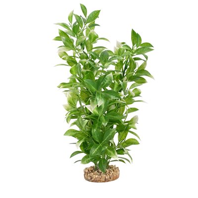 Ludwigia à pointes blanches Plant Scapes Aqualife Fluval, 35,5 cm (14 po)