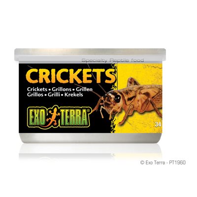 Aliments en conserve Exo Terra, Petits grillons, 34 g (1,2 oz)