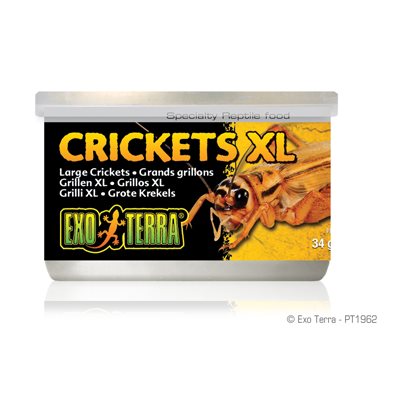 Grillons Exo Terra, Grands, 34 G