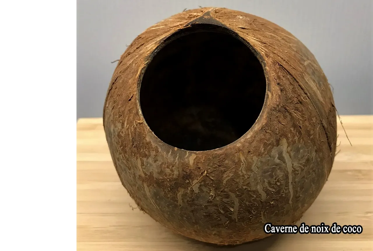 Aquarium Tout Compris Caverne De Noix De Coco