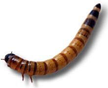 Superworm