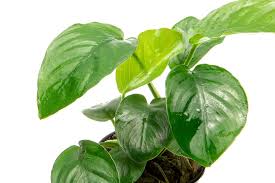 Plante Anubias Barteri Broad Leaf