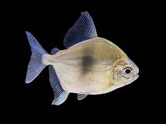 Silver Dollar Blue Hook