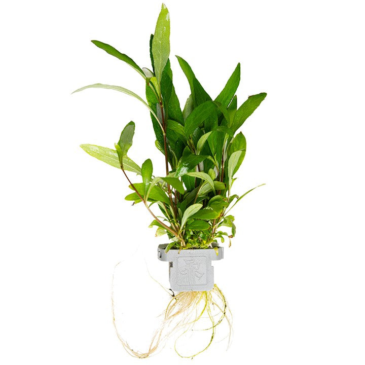 Plante Hygrophila Corymbosa Siamensis 53B