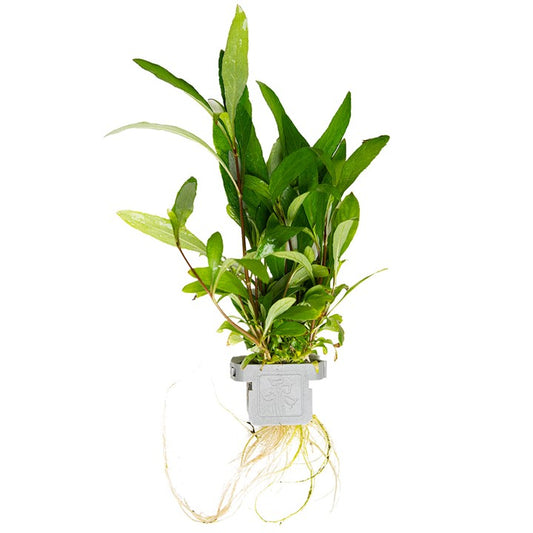 Plante Hygrophila Corymbosa Siamensis 53B