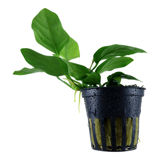 Plante Anubias Barteri Nana