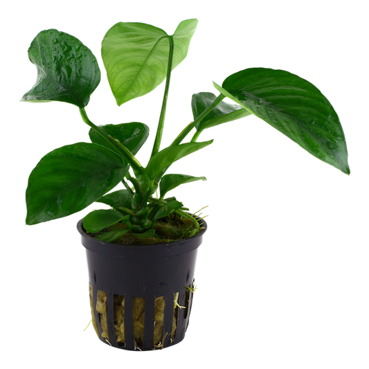 Plante Anubias Barteri Caladiifolia