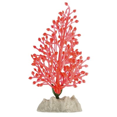 Spectrum Plante « GloFish » Petite Orange