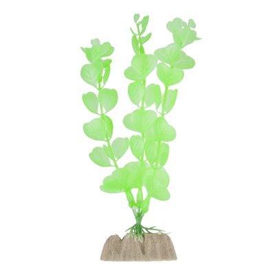 Spectrum Plante « GloFish » Moyenne Vert