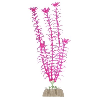 Spectrum Plante « GloFish » Grande Rose